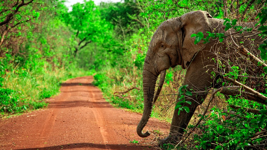 A elephant in a National Park 